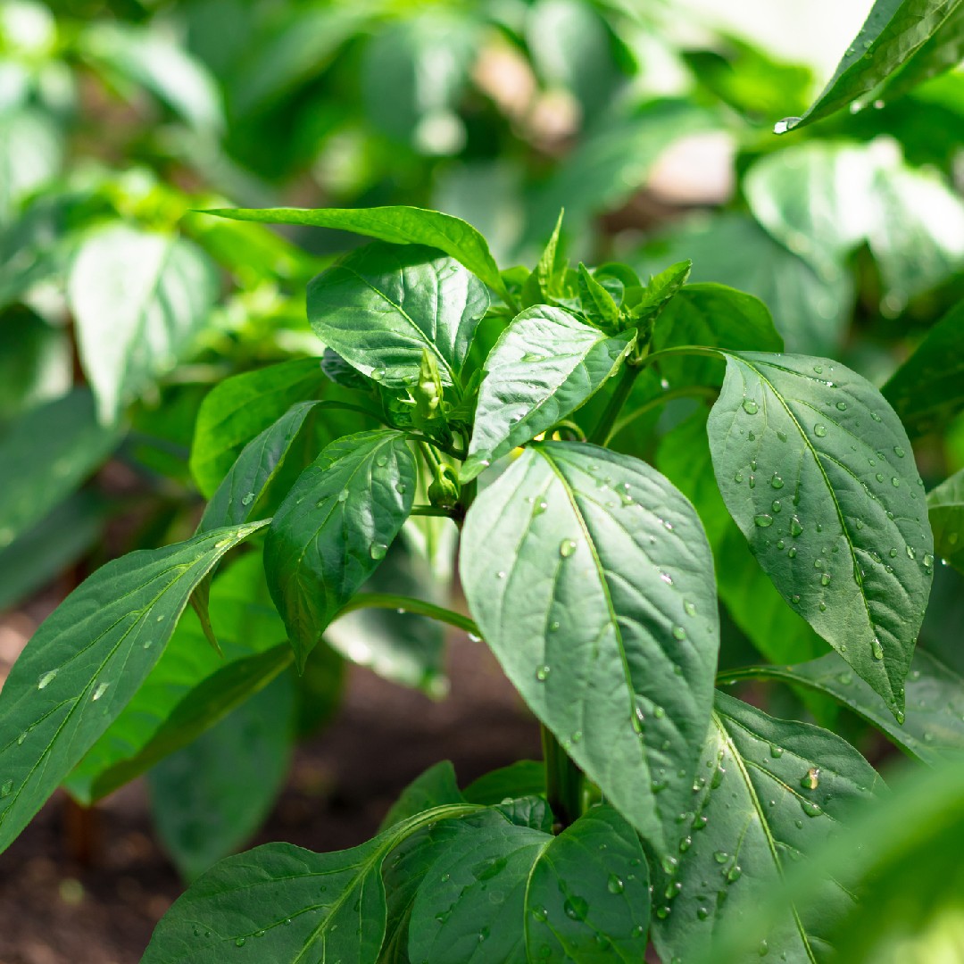 Online Plant Encyclopedia and Common Popular Plants PictureThis