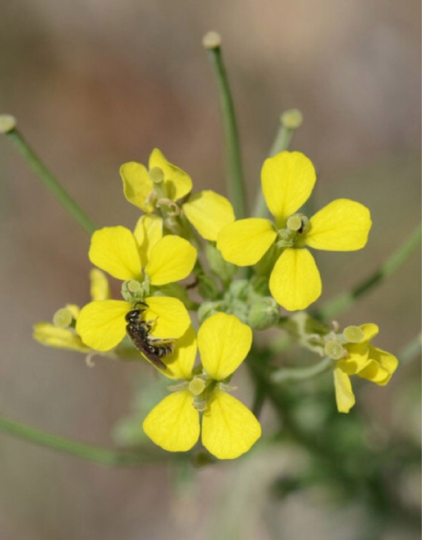 Brassica fruticulosa PictureThis