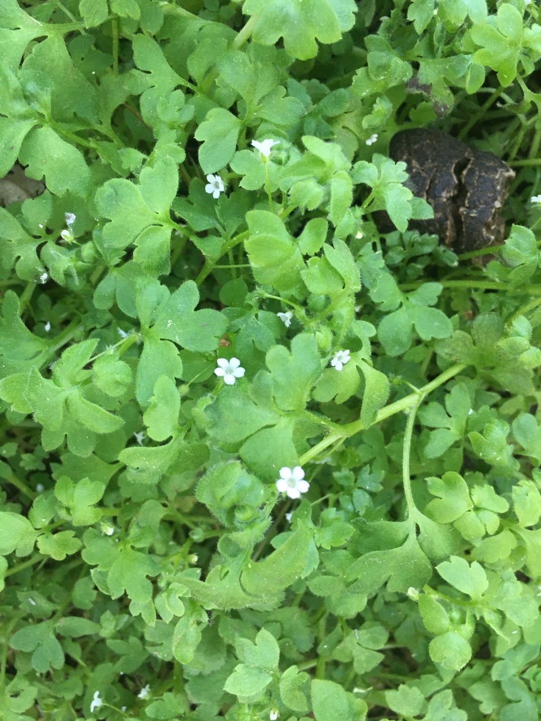 nemophila-aphylla-picturethis