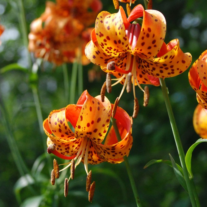 Lilium michiganense PictureThis