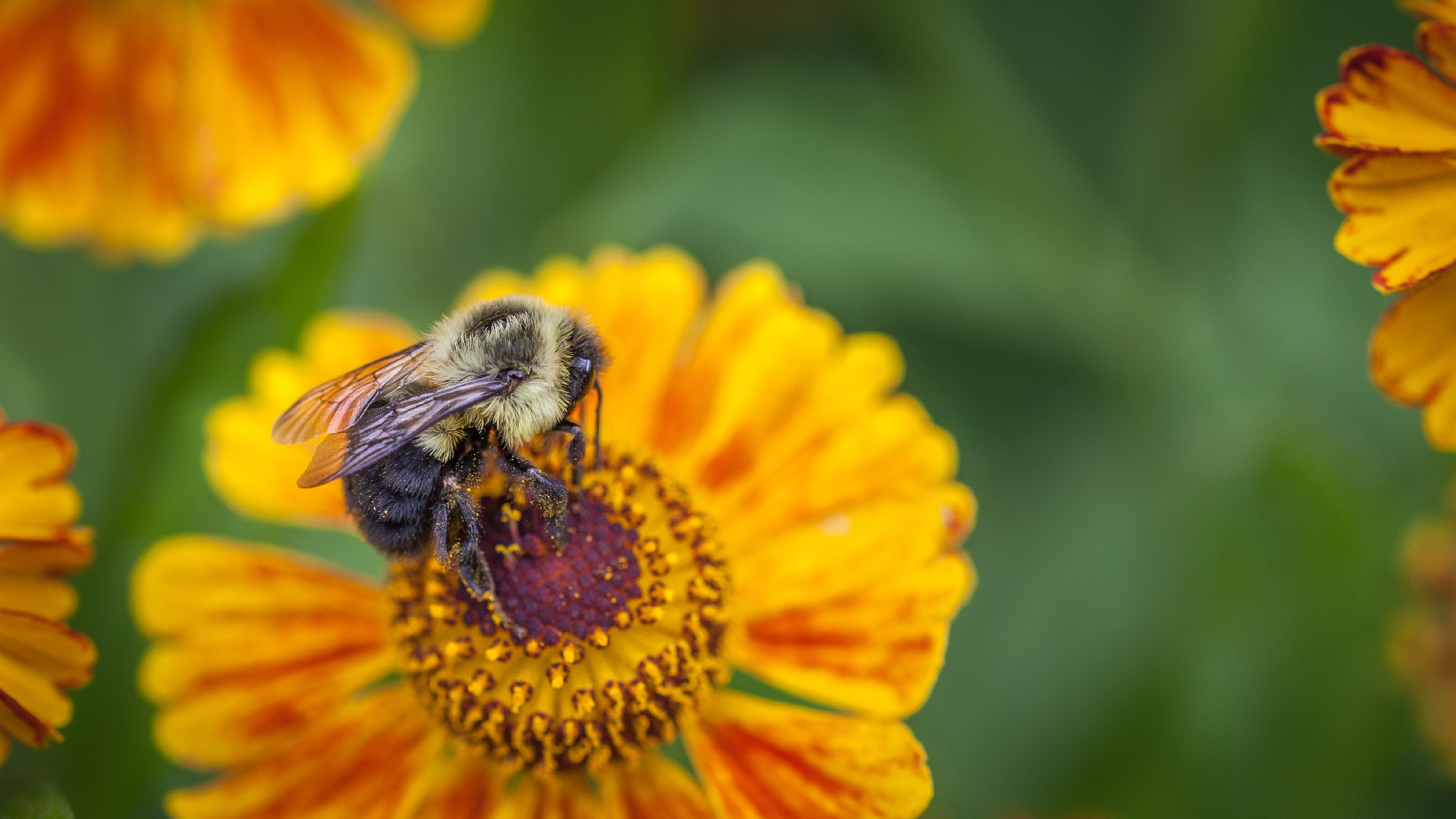 Helianthus atrorubens 'Monarch' PictureThis