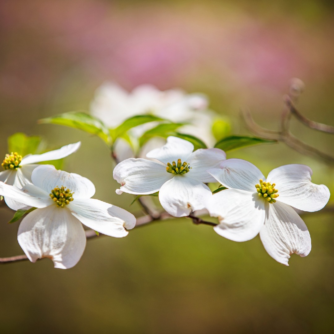 Cornus Florida 花言葉 学名 よくある質問 Picturethis