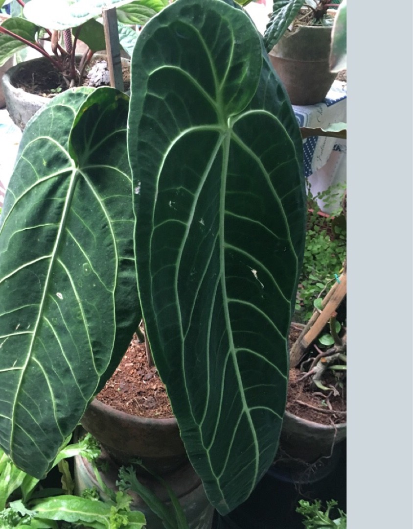 Anthurium Warocqueanum Anthurium Warocqueanum 日常養生 Picturethis
