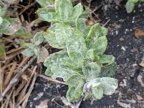 Stemodia lanata PictureThis