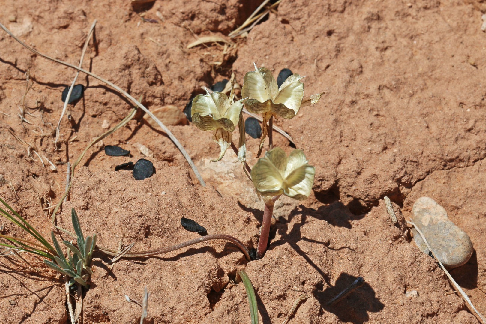 Androstephium breviflorum PictureThis