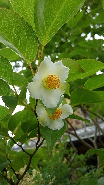 ナツツバキ属 Stewartia 花言葉 学名 よくある質問 Picturethis