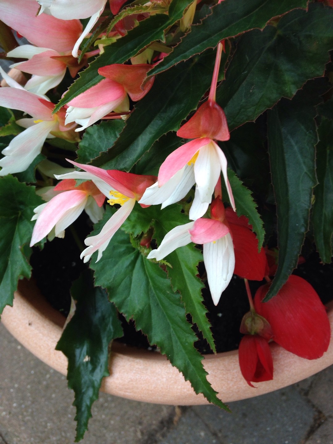Bolivian begonia 'Million Kisses Elegance' (Begonia boliviensis