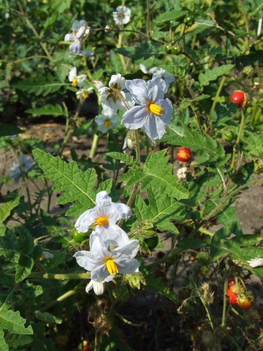 Solanum Sisymbriifolium 花言葉 毒性 よくある質問 Picturethis