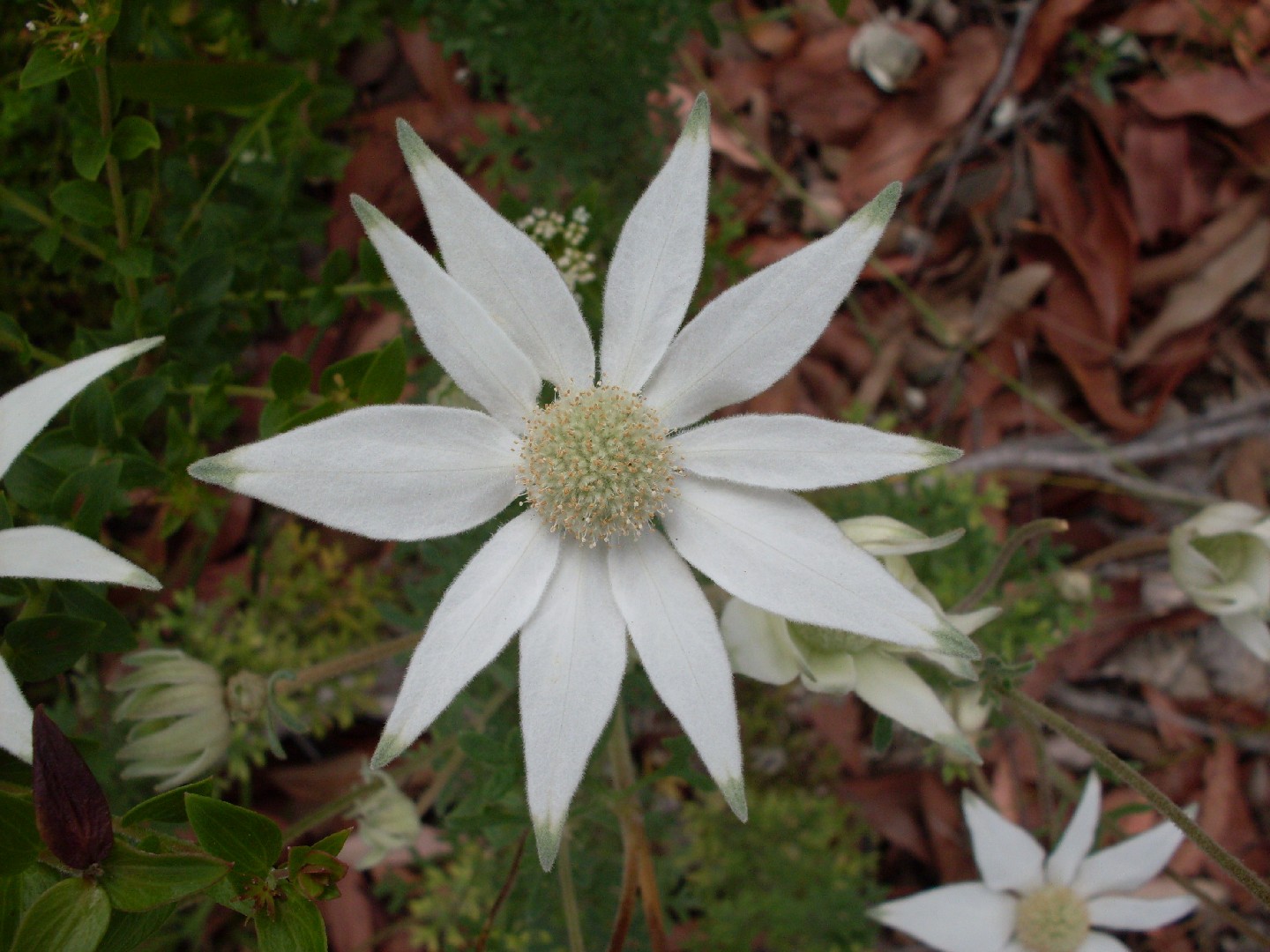 フランネルフラワー Actinotus Helianthi 花言葉 毒性 よくある質問 Picturethis
