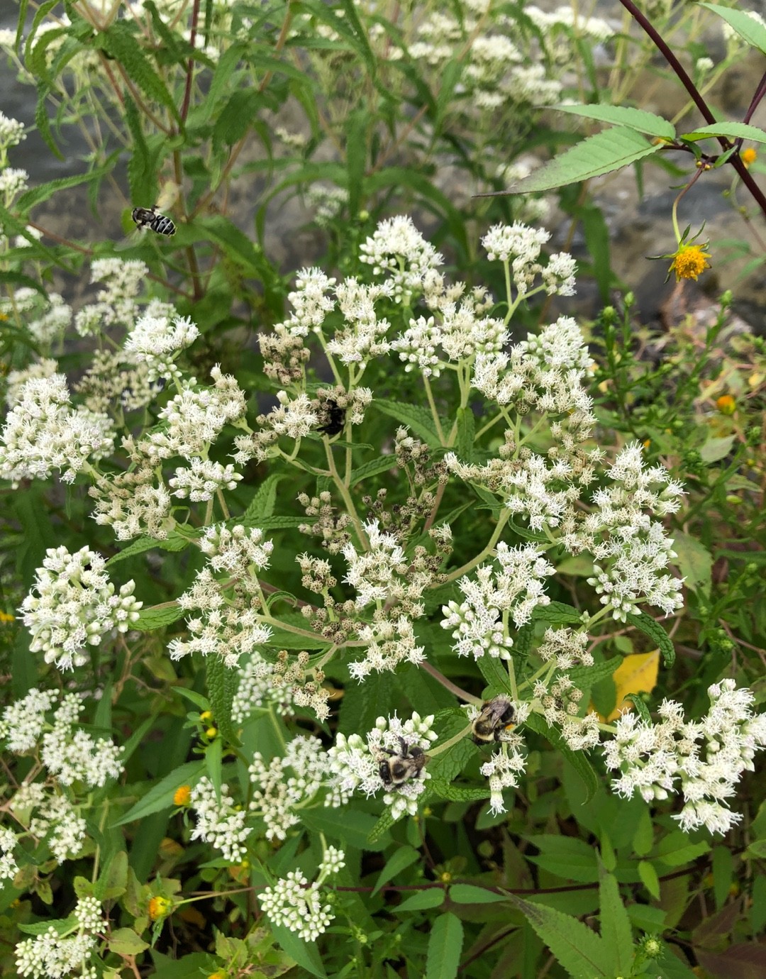 골등골나무 (Eupatorium lindleyanum) - PictureThis
