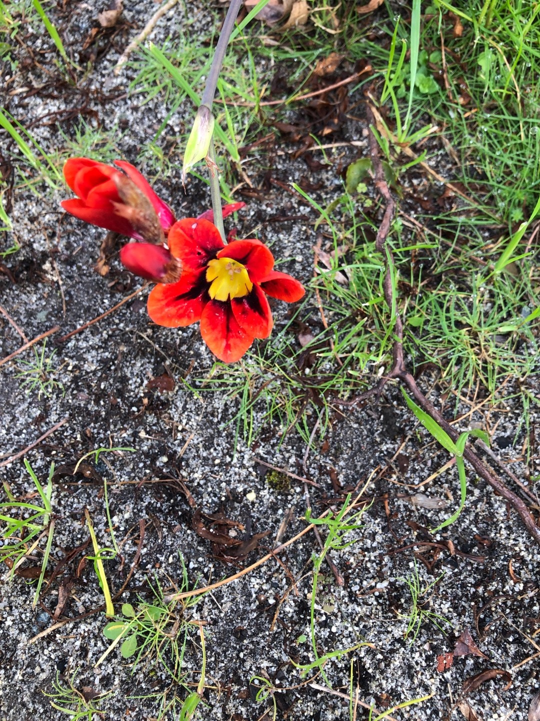 How to Grow and Care for Harlequin flowers