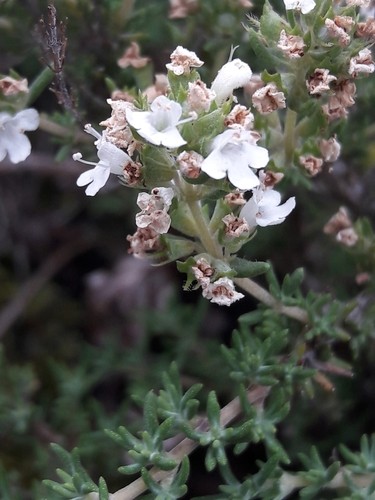 Tomilho (Thymus zygis) - PictureThis