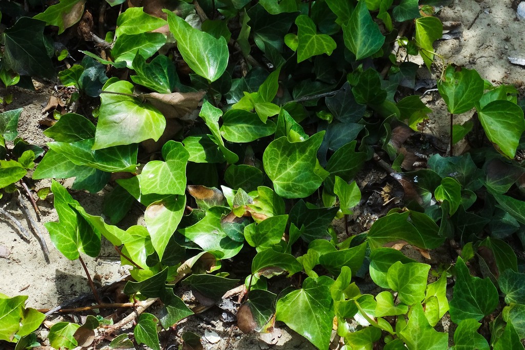 English ivy – Hedera helix - Plant & Pest Diagnostics