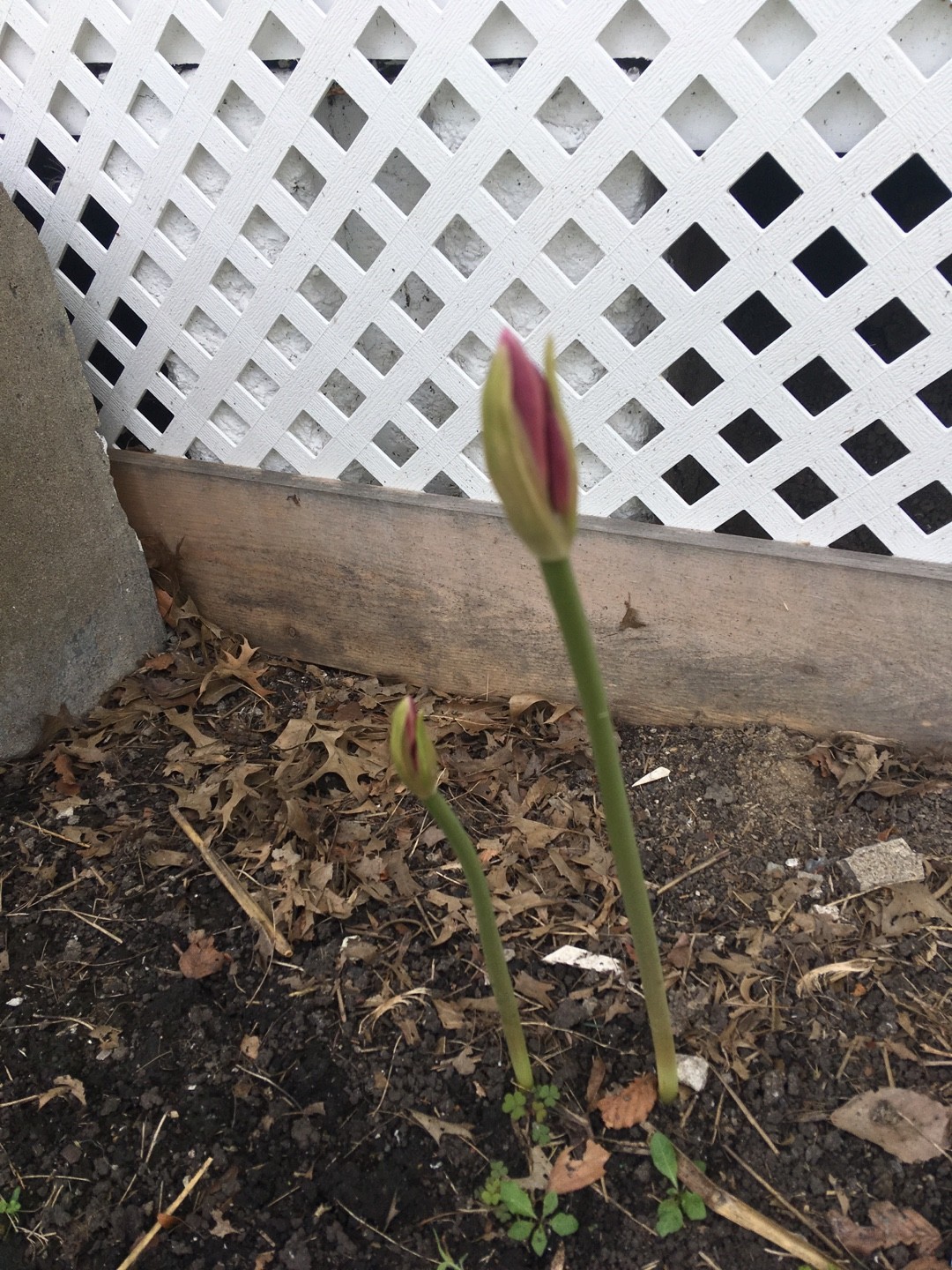 Lycoris squamigera PictureThis