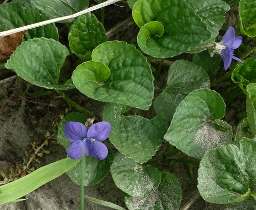 Violeta azul común (Viola sororia) - PictureThis