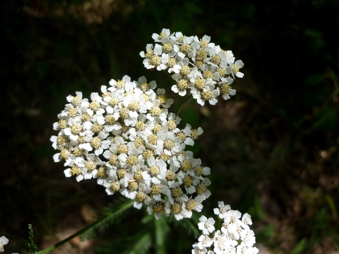 Common yarrow (Achillea millefolium) Flower, Leaf, Care, Uses - PictureThis