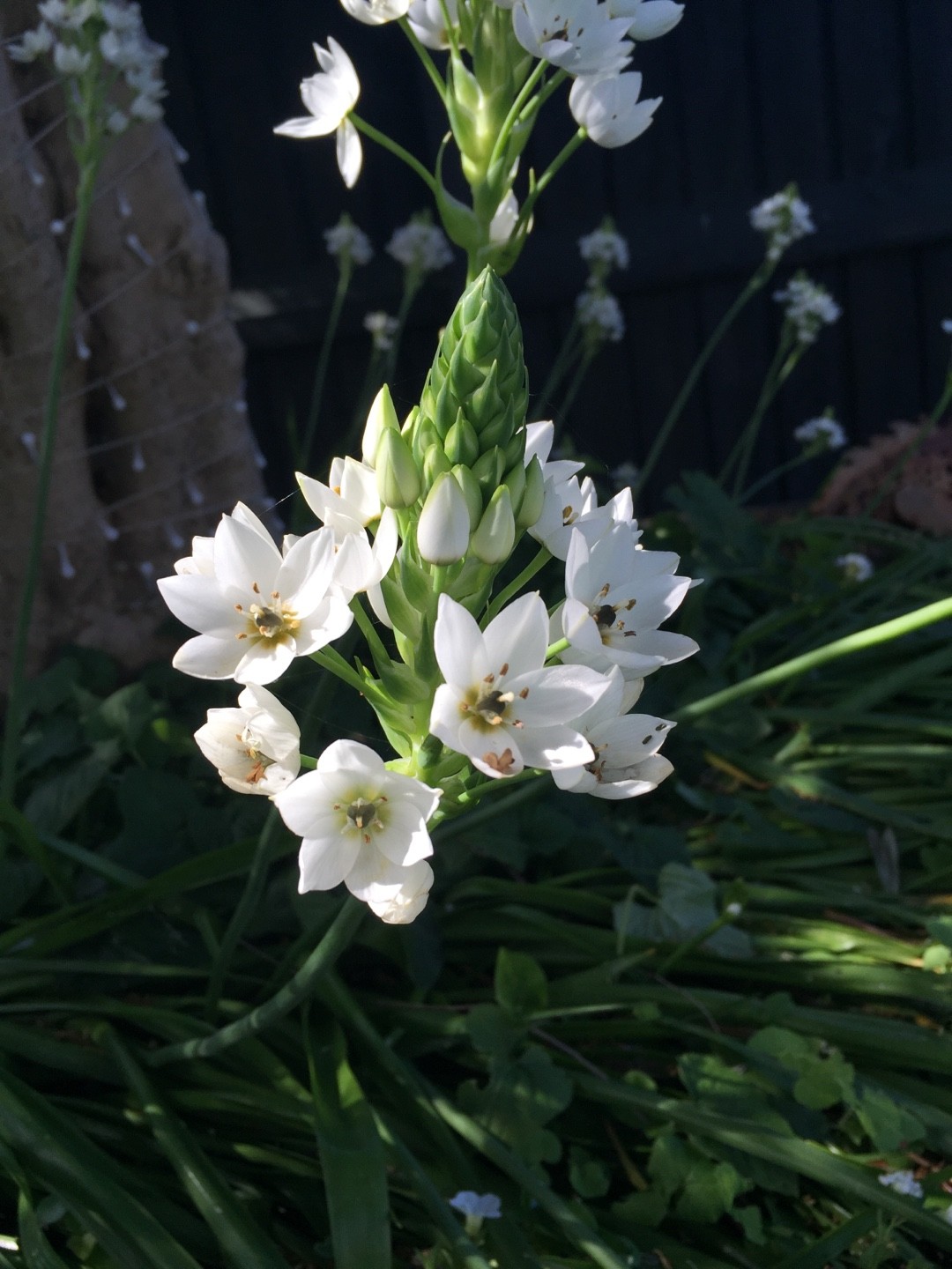 オーニソガラム シルソイデス Ornithogalum Thyrsoides 花言葉 毒性 よくある質問 Picturethis オーニソガラム シルソイデス Ornithogalum Thyrsoides 花言葉 毒性 よくある質問 Picturethis