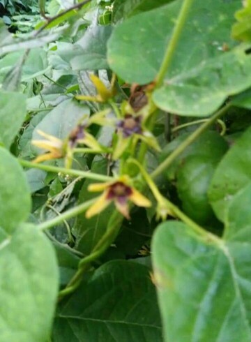 Anglepod (Gonolobus suberosus) Flower, Leaf, Care, Uses - PictureThis