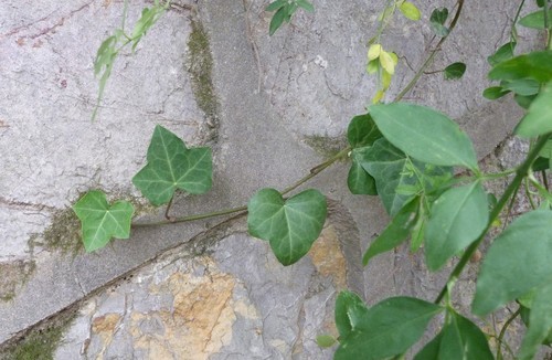 Plante dans le système d'hydroculture de Botanicly: Lierre avec peu  d'entretien – en pot d'hydroculture blanche – Hauteur: 5 cm – Hedera helix
