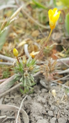 Leptosiphon croceus PictureThis