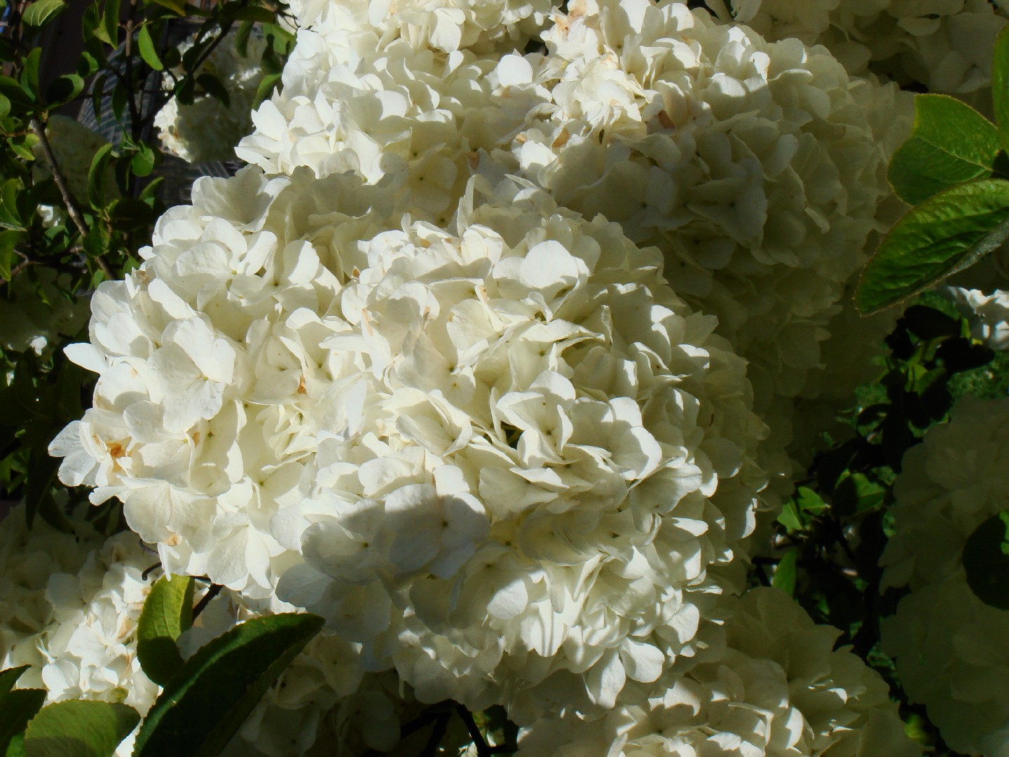 Viburnum macrocephalum PictureThis