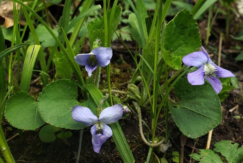 Violeta azul común (Viola sororia) - PictureThis