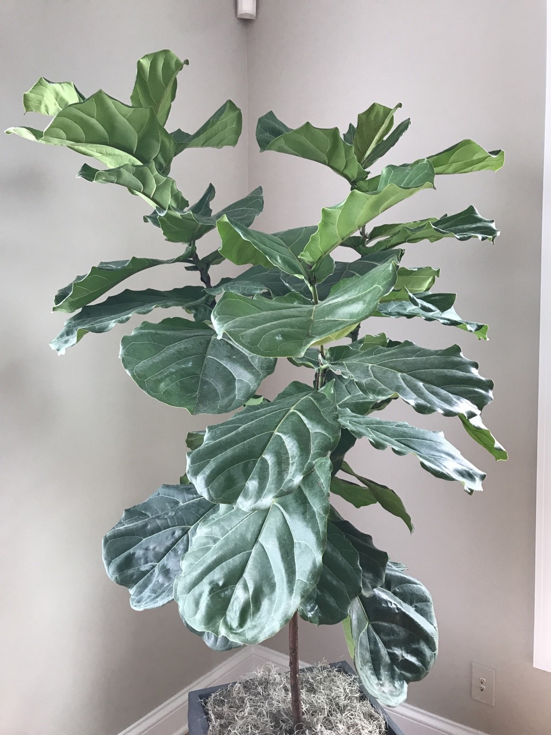 So identifizierst du Geigenfeige (Ficus lyrata)