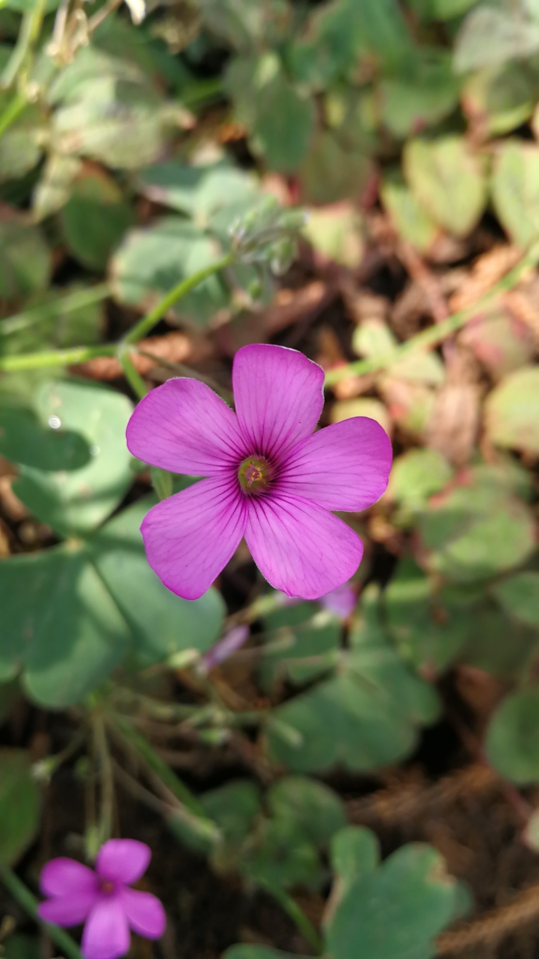Como identificar Azedinha-de-flores-vermelhas (Oxalis articulata)