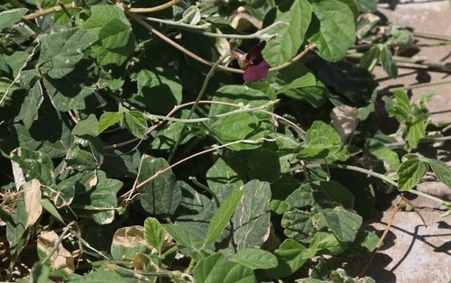 Conchito Insect Conchito (Macroptilium atropurpureum) - PictureThis