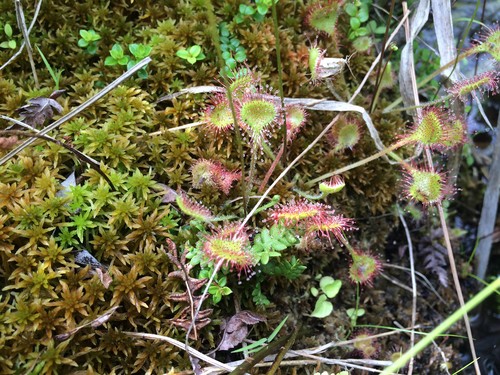 Orvalhinha (Drosera rotundifolia) - PictureThis
