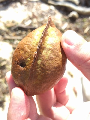 Looking-glass mangrove (Heritiera littoralis) Flower, Leaf, Care, Uses ...
