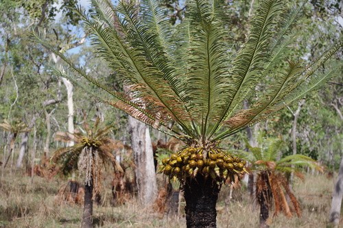 ソテツ属 (Cycas) - PictureThis