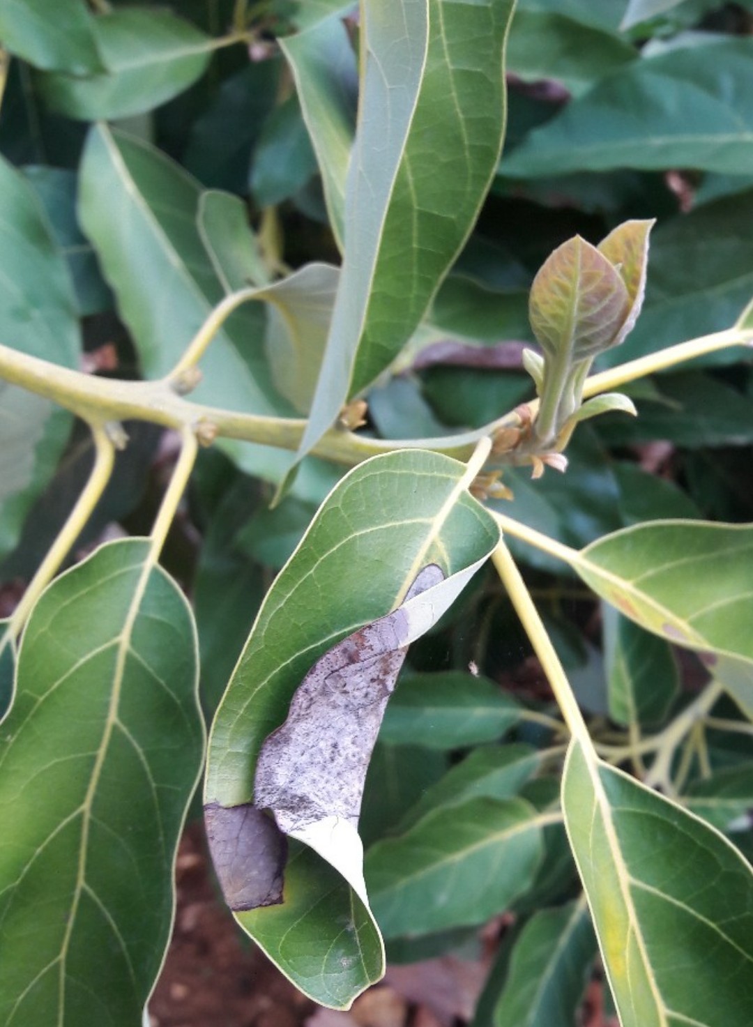 アボカドの判定方法 (Persea americana)