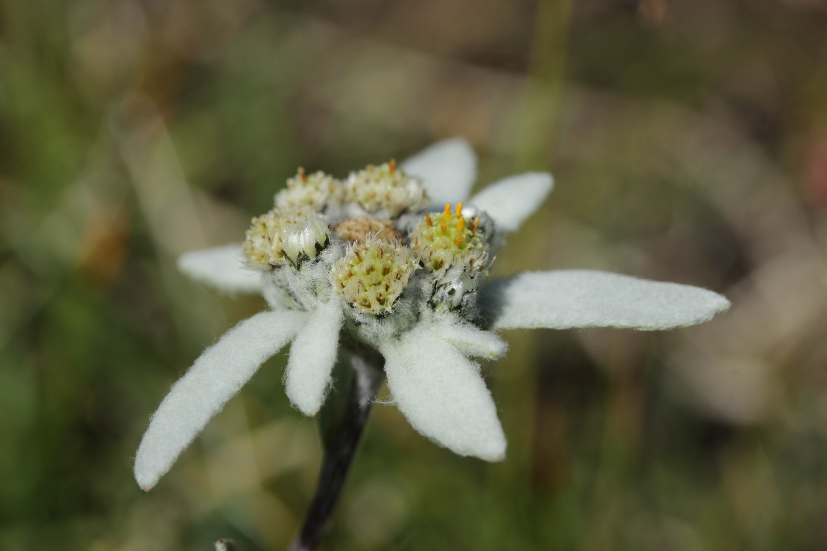 Эдельвейс альпийский (Leontopodium nivale subsp. alpinum) - PictureThis