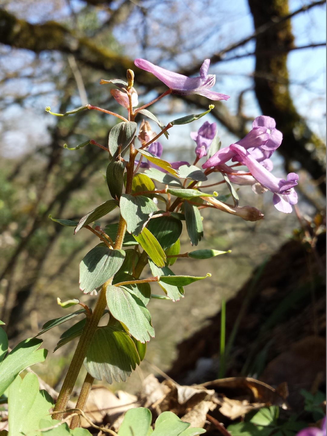 The Ultimate Guide to Cleaning a Bird Bath with Baking Soda https
