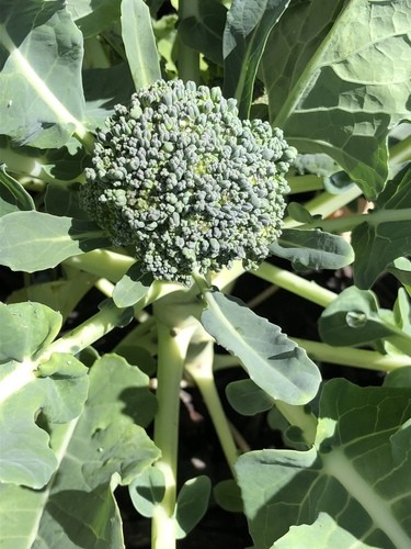 Brocolis, choux-fleurs Face aux maladies de l'hiver, les légumes  crucifères seraient nos meilleurs alliés