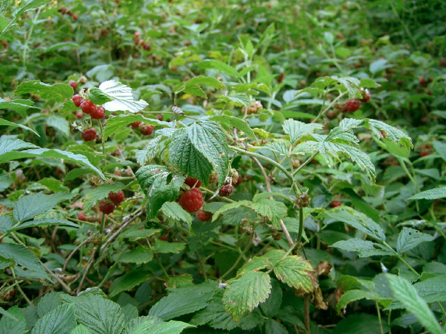 Rubus moluccanus