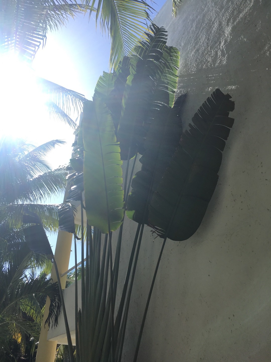 タビビトノキ（旅人の木）の判定方法 (Ravenala madagascariensis)