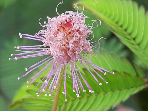 Kruidje-Roer-Mij-Niet (Mimosa Pudica) - Picturethis