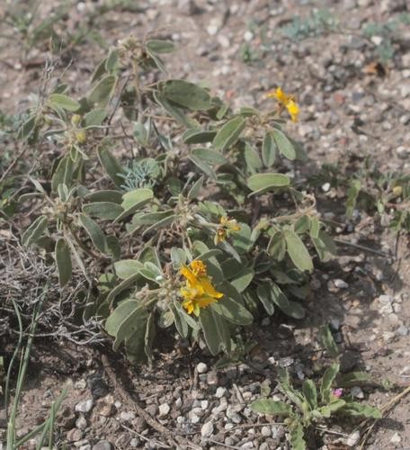 Senna Bauhinioides Senna Bauhinioides Picturethis Senna Bauhinioides Senna Bauhinioides Picturethis