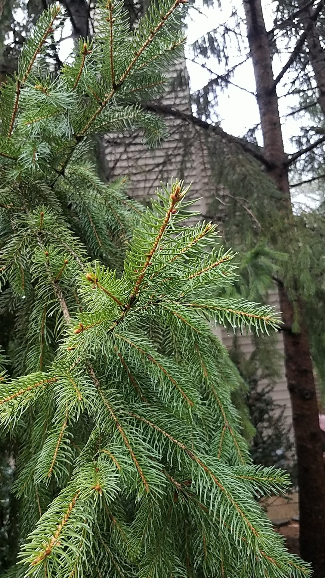 ドイツトウヒの判定方法 (Picea abies)