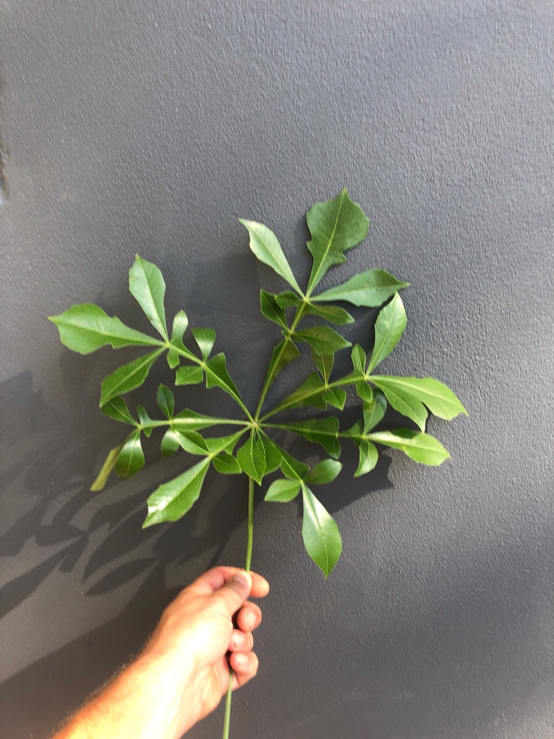 クッソニア・スピカータの判定方法 (Cussonia spicata)