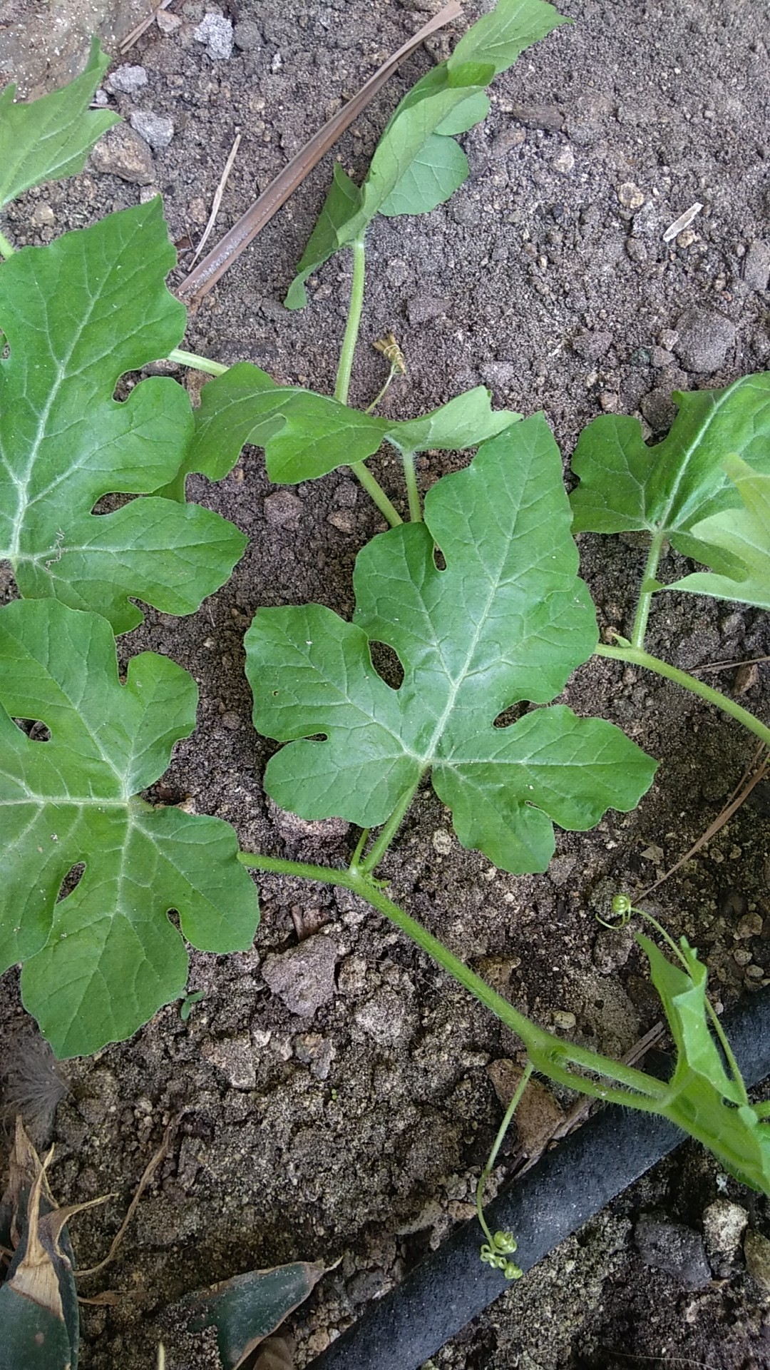 スイカ（西瓜）の判定方法 (Citrullus lanatus)