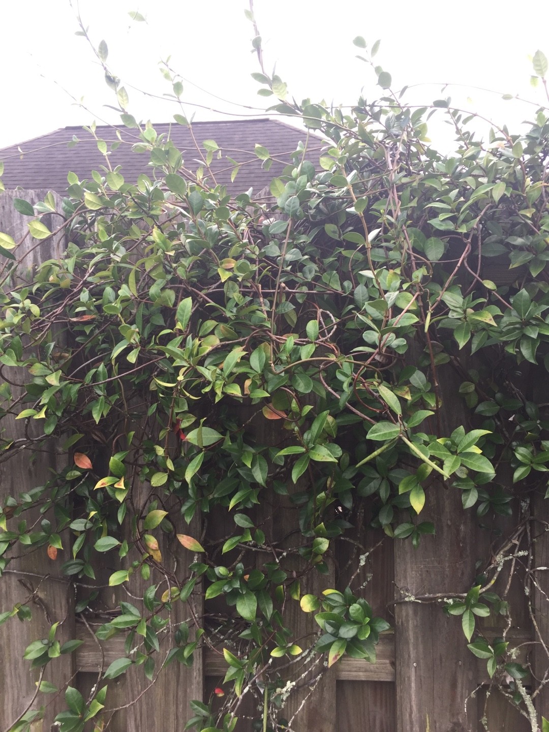 How to identify Asiatic jasmine (Trachelospermum asiaticum)