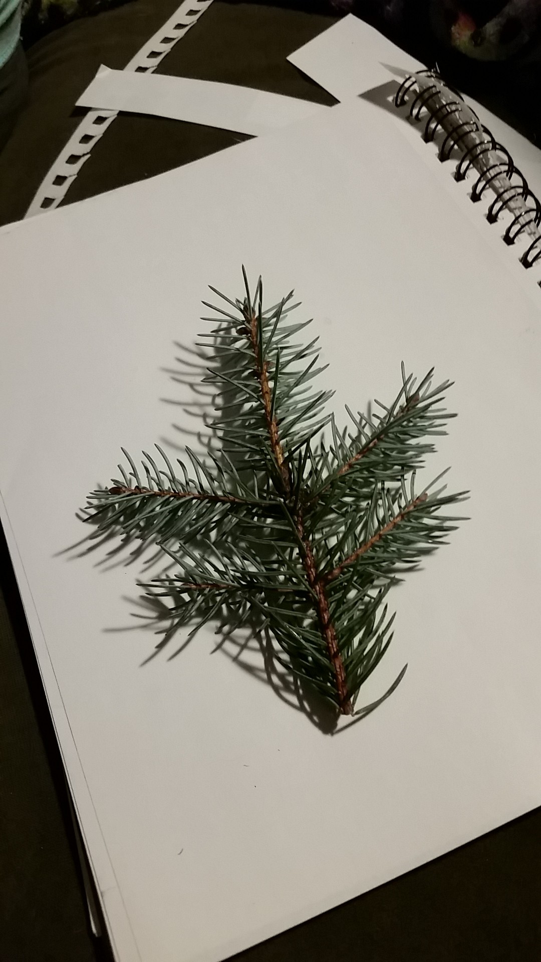 picea retroflexa 中国 トウヒ 針葉樹