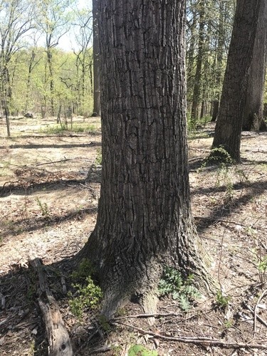 Encino castaño (Quercus montana) - PictureThis