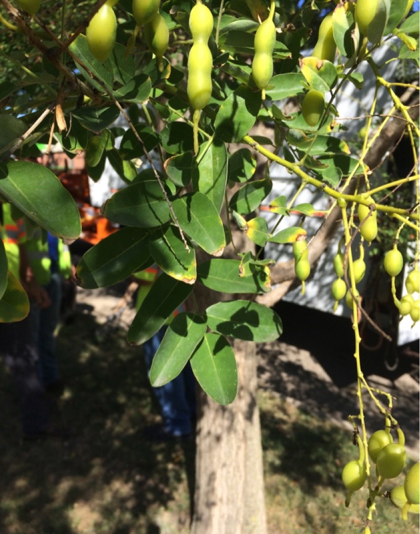 エンジュ（槐）の判定方法 (Styphnolobium japonicum)