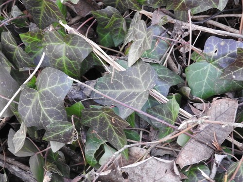 Plante dans le système d'hydroculture de Botanicly: Lierre avec peu  d'entretien – en pot d'hydroculture blanche – Hauteur: 5 cm – Hedera helix