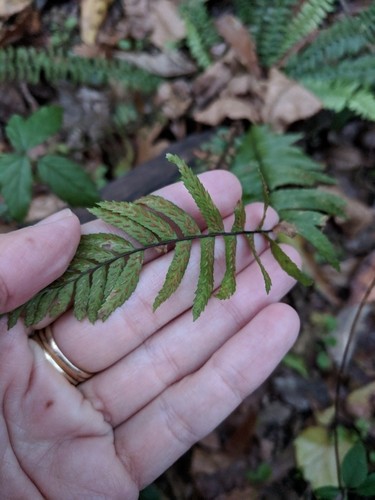 How to Plant and Grow Ebony spleenwort(Asplenium platyneuron)