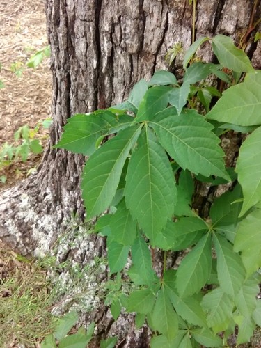 Девичий виноград пятилисточковый (Parthenocissus quinquefolia) - PictureThis
